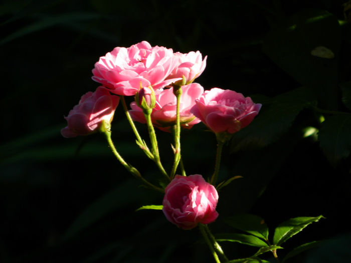DSCN3749