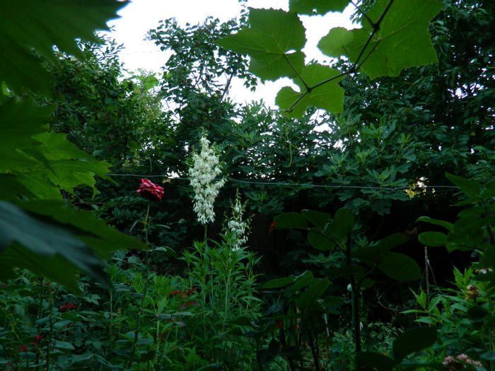 DSCN3774 - 2 IUNIE 2013