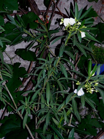 DSCN3777 - 2 IUNIE 2013