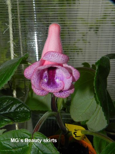  - MG s sinningia hybrids