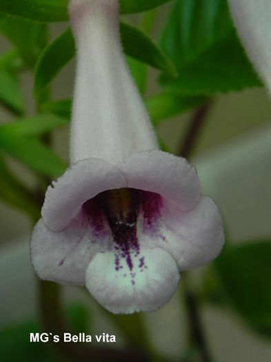  - MG s sinningia hybrids