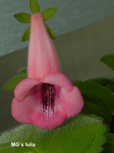  - MG s sinningia hybrids