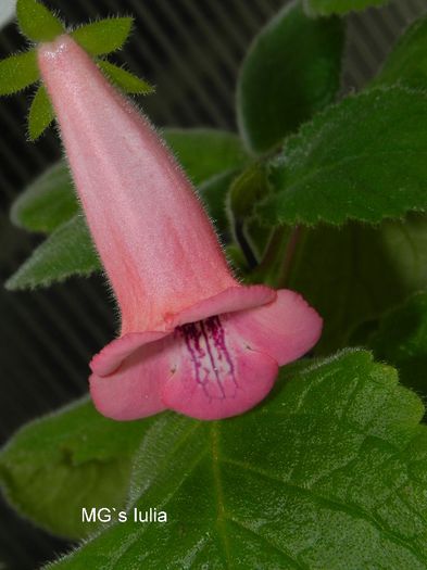  - MG s sinningia hybrids