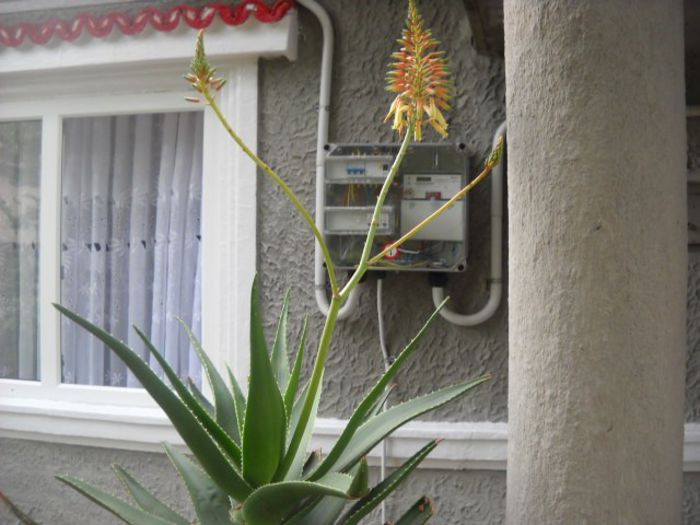 Picture 831 - Florile mele si obiecte de artizanat