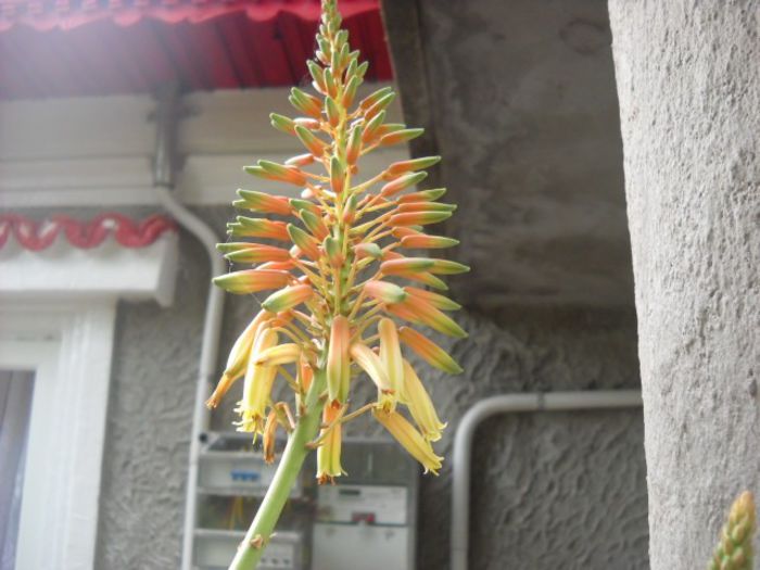 Picture 832 - Florile mele si obiecte de artizanat