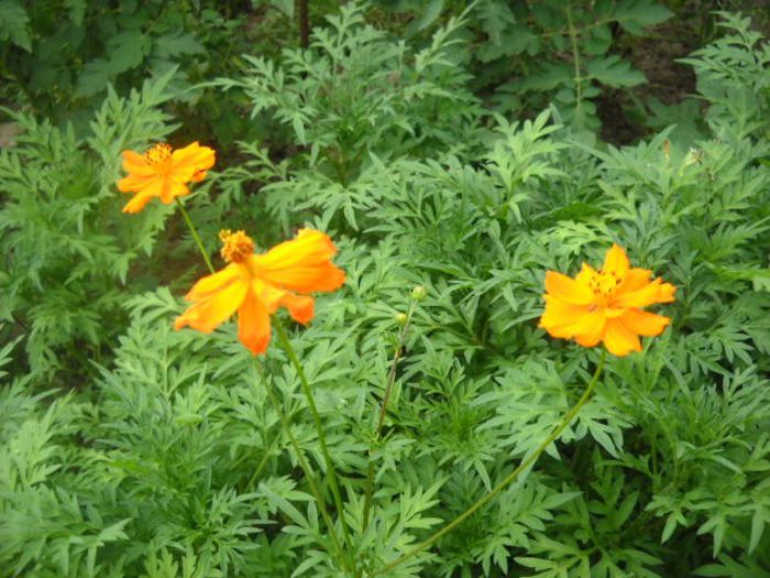 Picture 810 - Florile mele si obiecte de artizanat