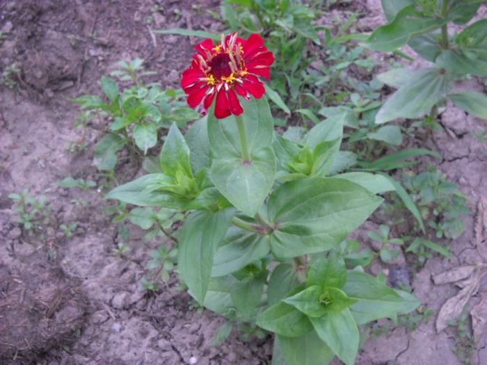 Picture 815 - Florile mele si obiecte de artizanat