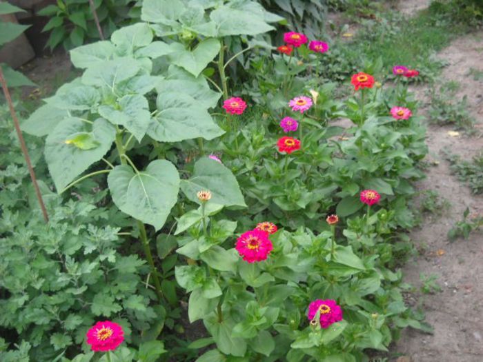 Picture 814 - Florile mele si obiecte de artizanat