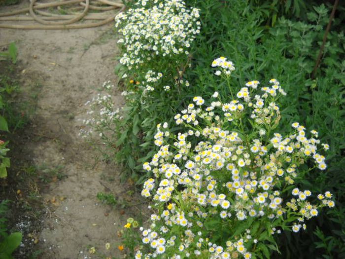 Picture 813 - Florile mele si obiecte de artizanat