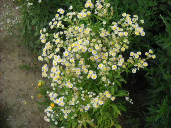 Picture 812 - Florile mele si obiecte de artizanat