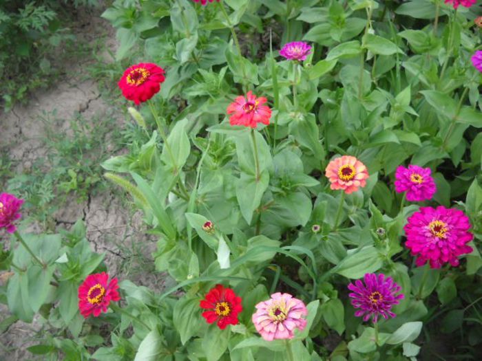 Picture 809 - Florile mele si obiecte de artizanat