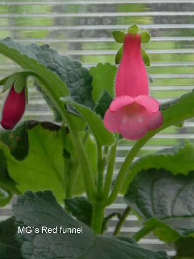  - MG s sinningia hybrids