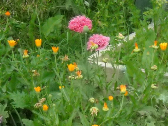 Picture 806 - Florile mele si obiecte de artizanat