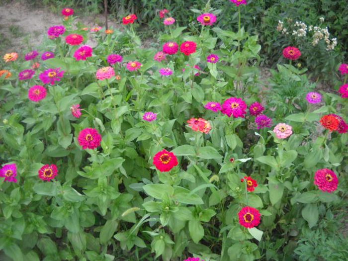 Picture 805 - Florile mele si obiecte de artizanat