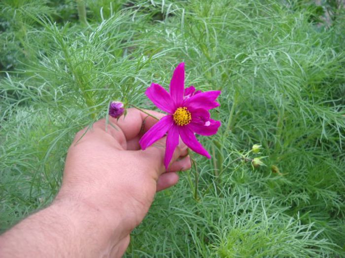 Picture 801 - Florile mele si obiecte de artizanat