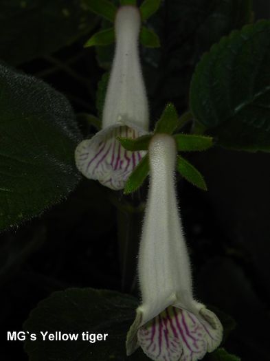  - MG s sinningia hybrids