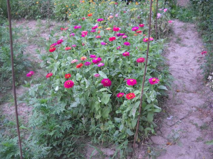 Picture 804 - Florile mele si obiecte de artizanat