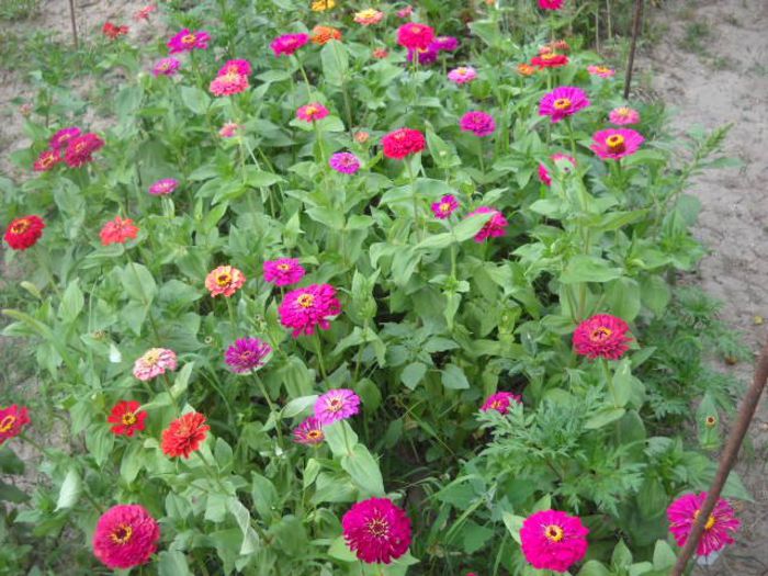 Picture 803 - Florile mele si obiecte de artizanat