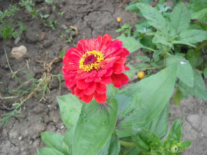 Picture 802 - Florile mele si obiecte de artizanat