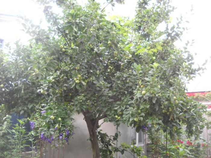 meri dullci de iulie