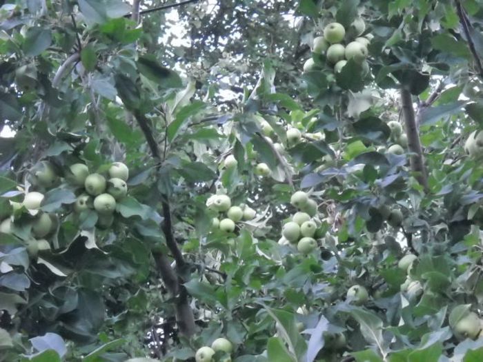 meri dulci de iulie - Florile mele si obiecte de artizanat