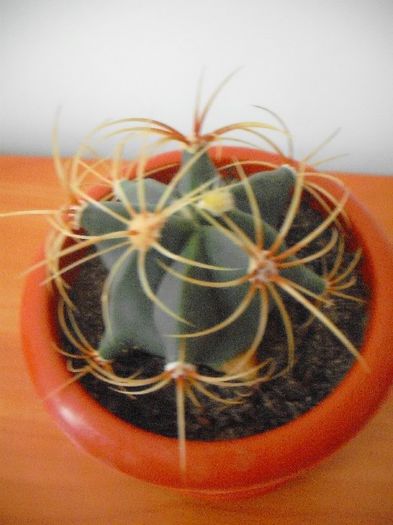 Picture 289 - Ferocactus