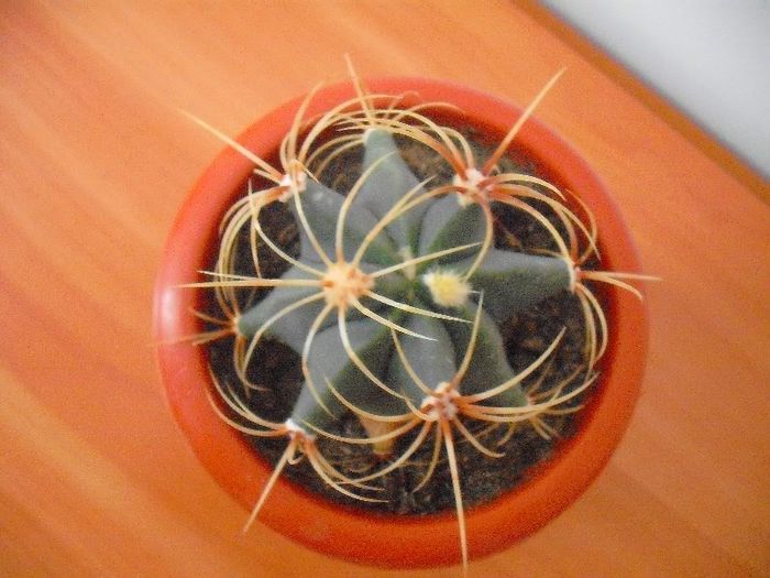 Picture 290 - Ferocactus