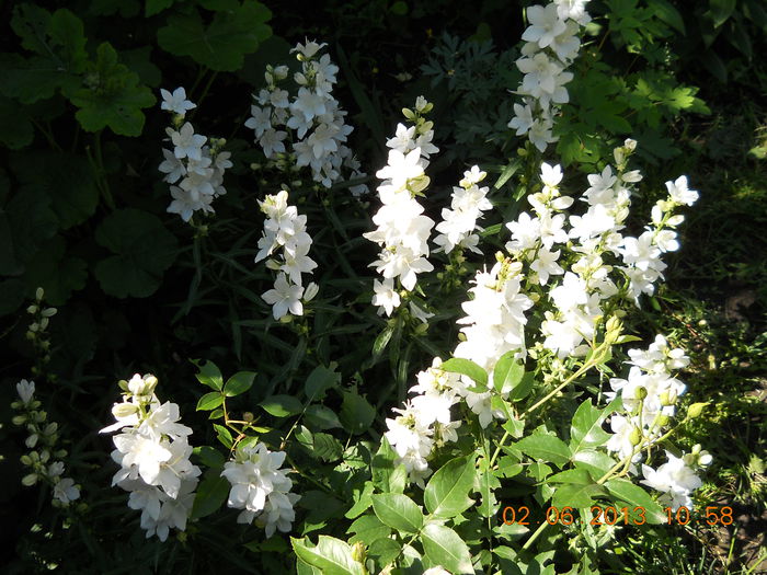 038 - FLORI DIN GRADINA MAMEI MELE