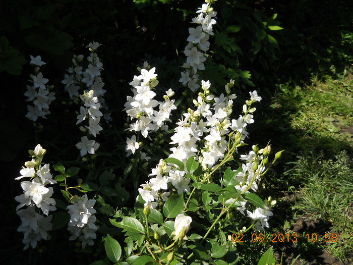 039 - FLORI DIN GRADINA MAMEI MELE