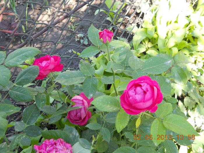 040 - FLORI DIN GRADINA MAMEI MELE