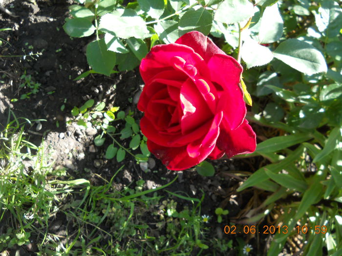 042 - FLORI DIN GRADINA MAMEI MELE