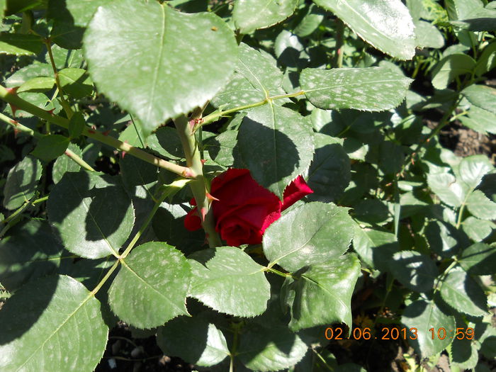 044 - FLORI DIN GRADINA MAMEI MELE