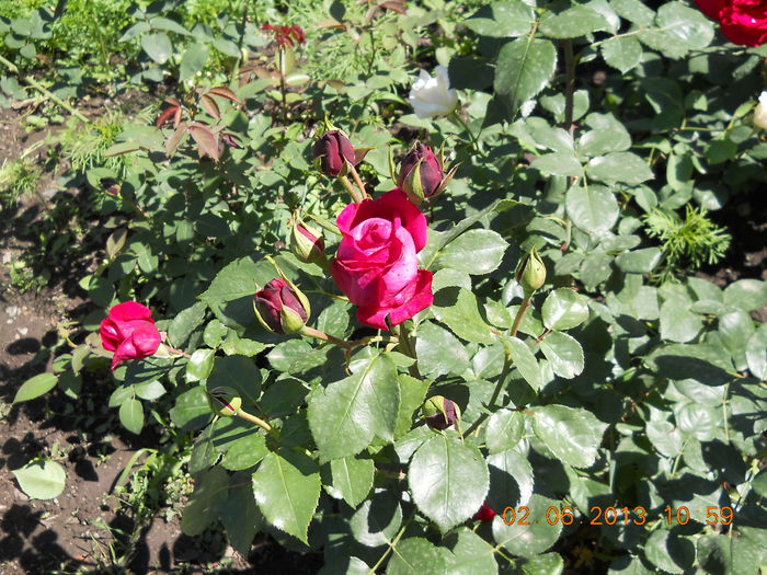 045 - FLORI DIN GRADINA MAMEI MELE
