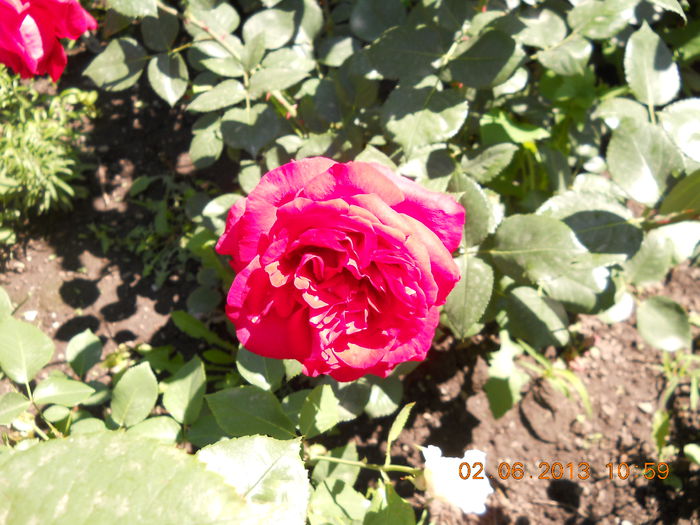 046 - FLORI DIN GRADINA MAMEI MELE