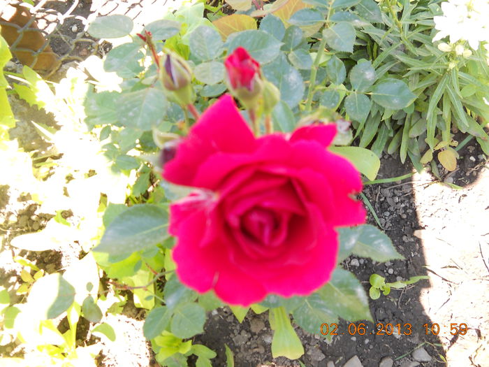 048 - FLORI DIN GRADINA MAMEI MELE