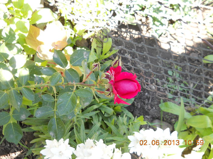 050 - FLORI DIN GRADINA MAMEI MELE