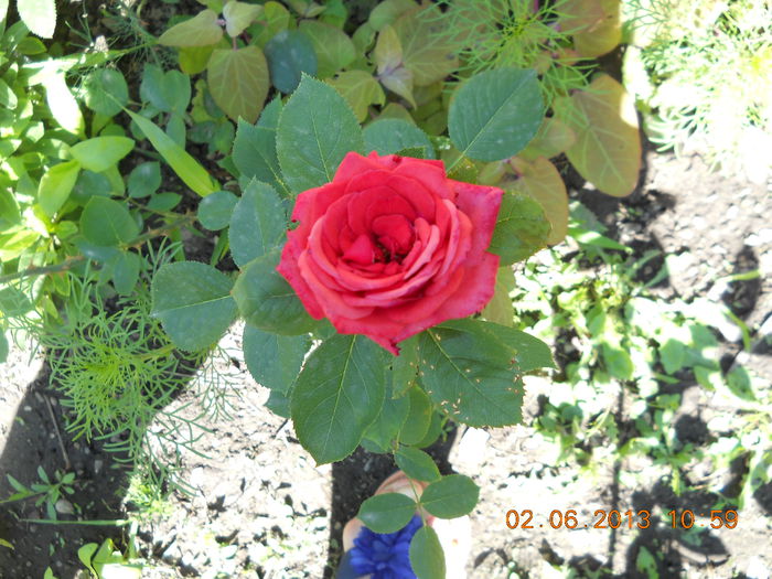 053 - FLORI DIN GRADINA MAMEI MELE
