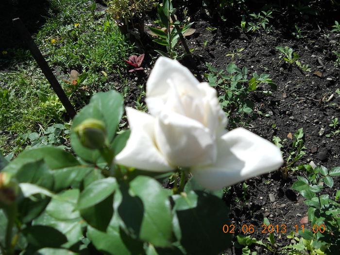 055 - FLORI DIN GRADINA MAMEI MELE