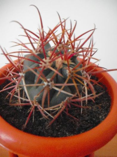 Picture 427 - Ferocactus