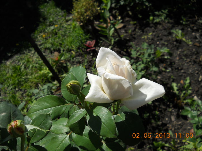 056 - FLORI DIN GRADINA MAMEI MELE
