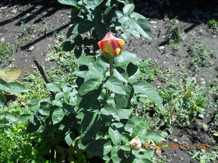 058 - FLORI DIN GRADINA MAMEI MELE