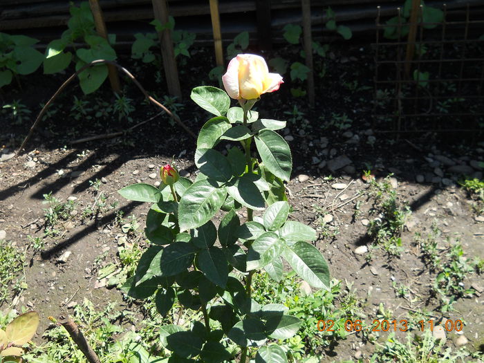 059 - FLORI DIN GRADINA MAMEI MELE