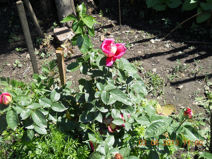 060 - FLORI DIN GRADINA MAMEI MELE