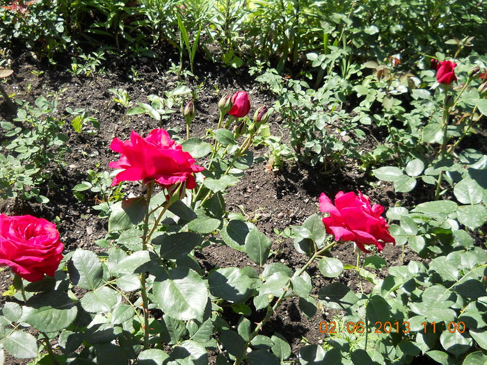 062 - FLORI DIN GRADINA MAMEI MELE