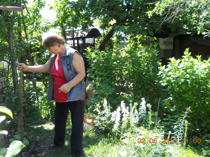 063 - FLORI DIN GRADINA MAMEI MELE