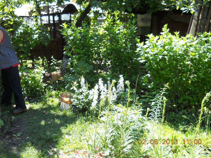 064 - FLORI DIN GRADINA MAMEI MELE