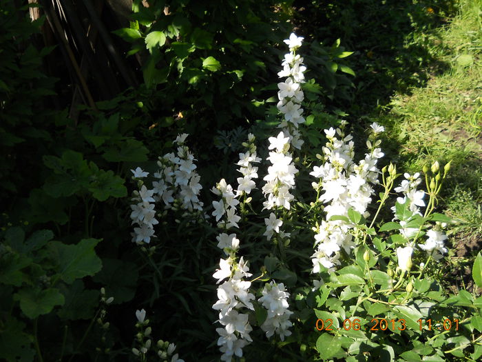 068 - FLORI DIN GRADINA MAMEI MELE
