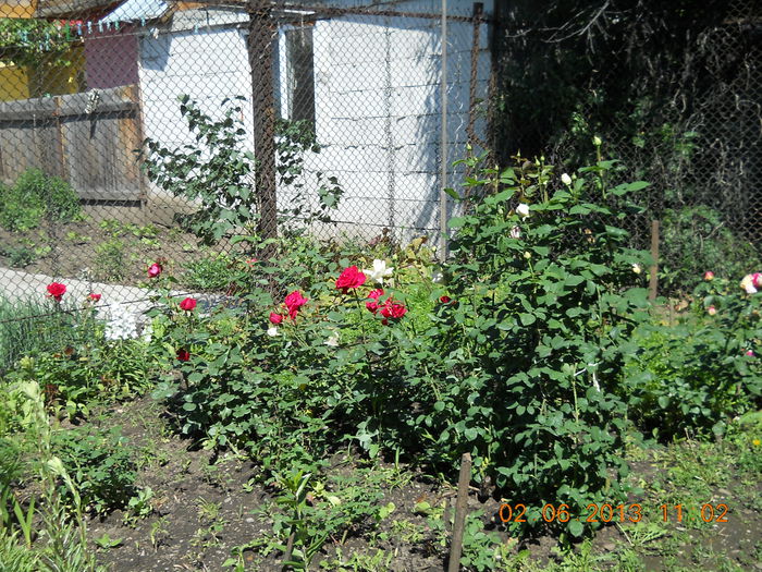 069 - FLORI DIN GRADINA MAMEI MELE