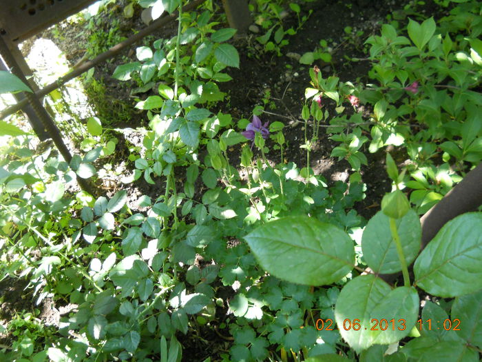 073 - FLORI DIN GRADINA MAMEI MELE