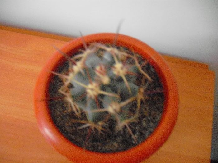 Picture 285 - Ferocactus